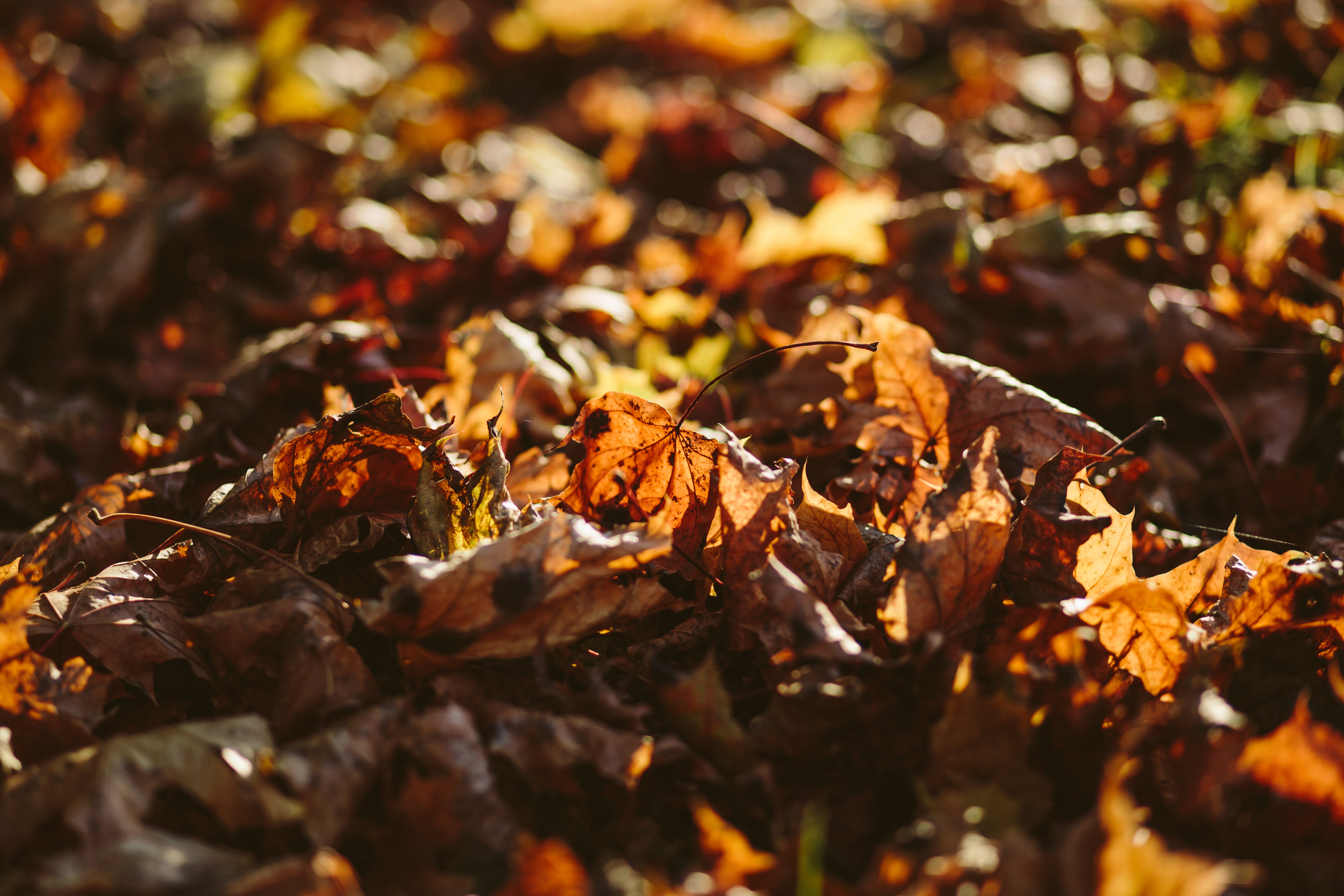 brown dried leaves