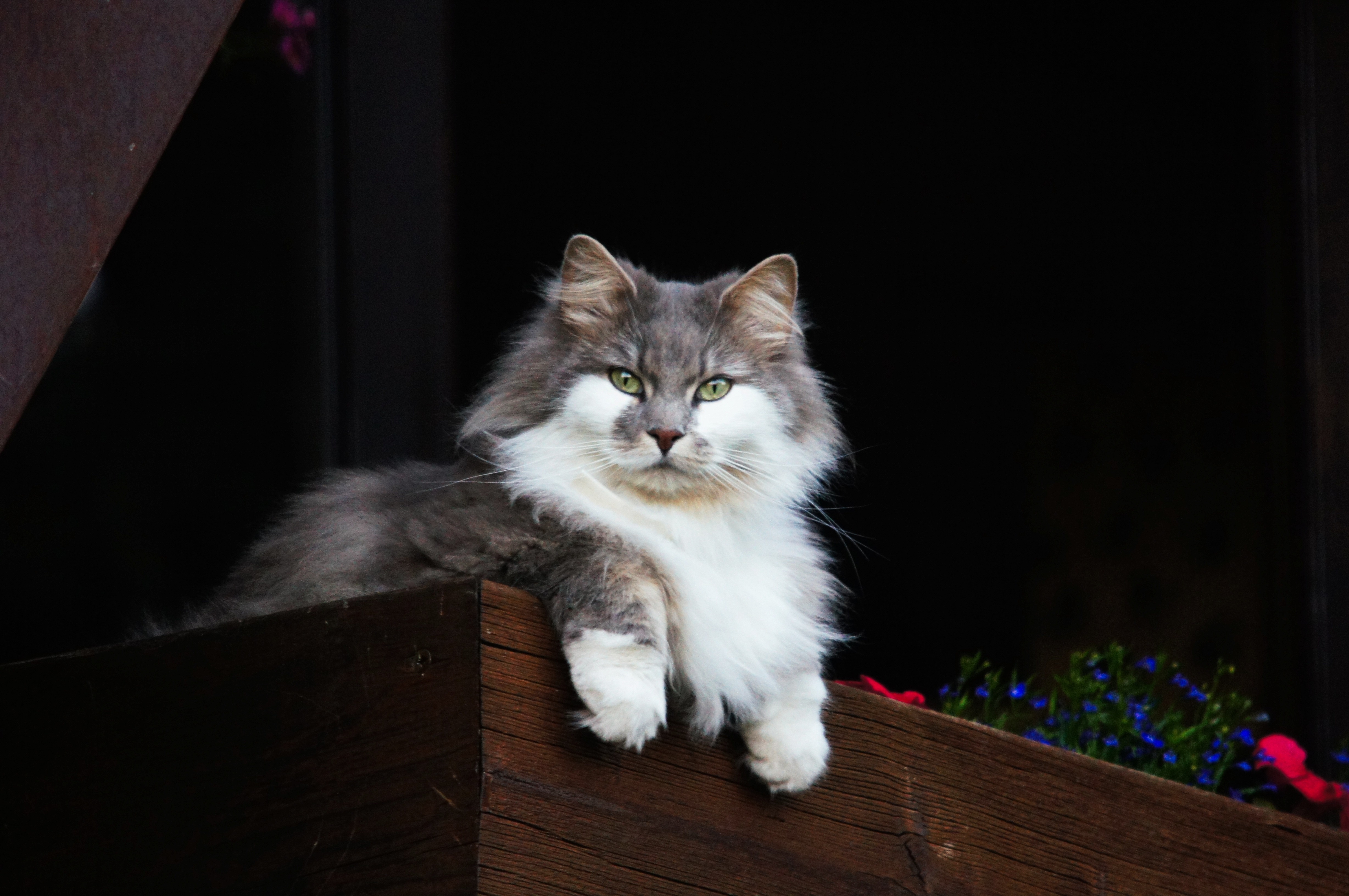 white and gray furred cat