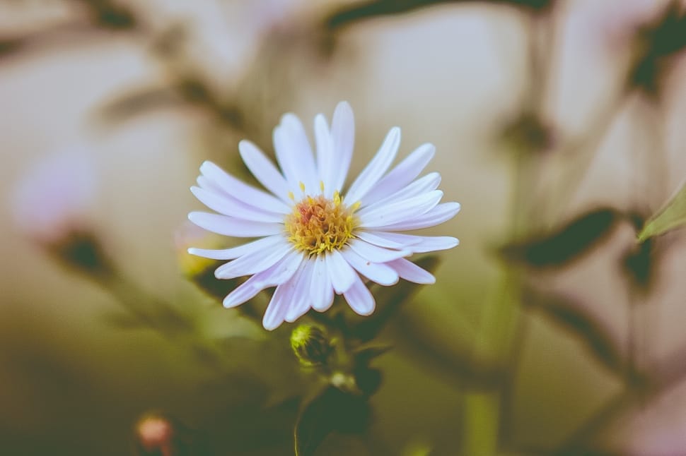 white daisy close up photography preview
