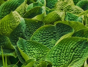 green leaves thumbnail