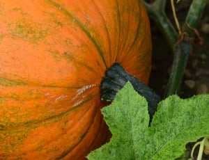 pumpkin fruit thumbnail