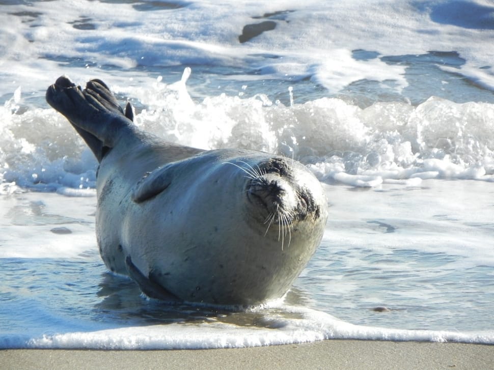 grey seal preview