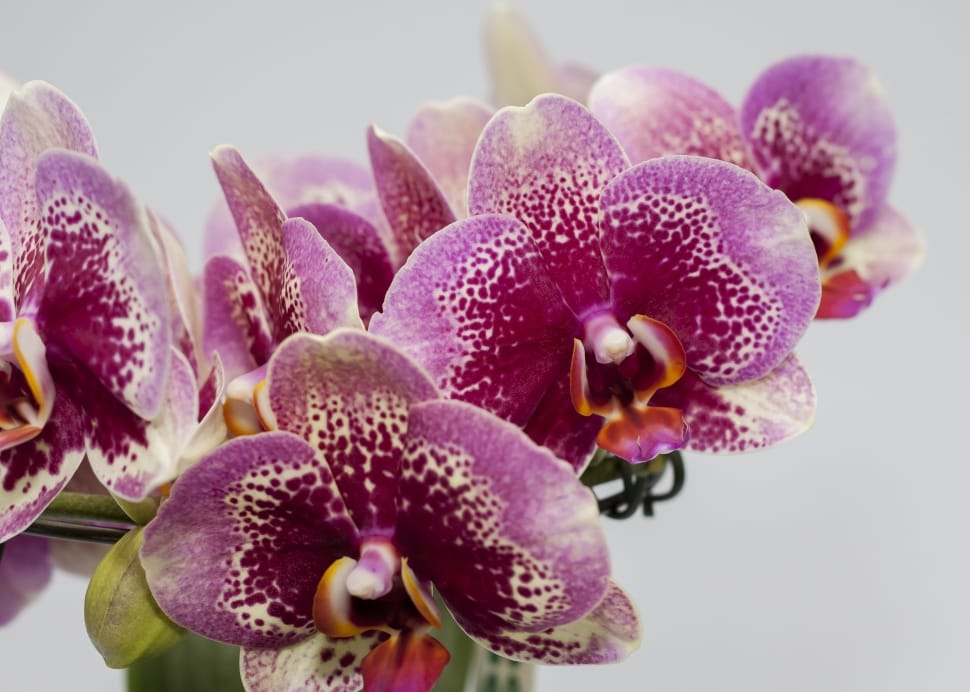 Phalaenopsis, Purple, Orchid, flower, purple preview