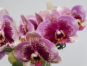 Phalaenopsis, Purple, Orchid, flower, purple thumbnail