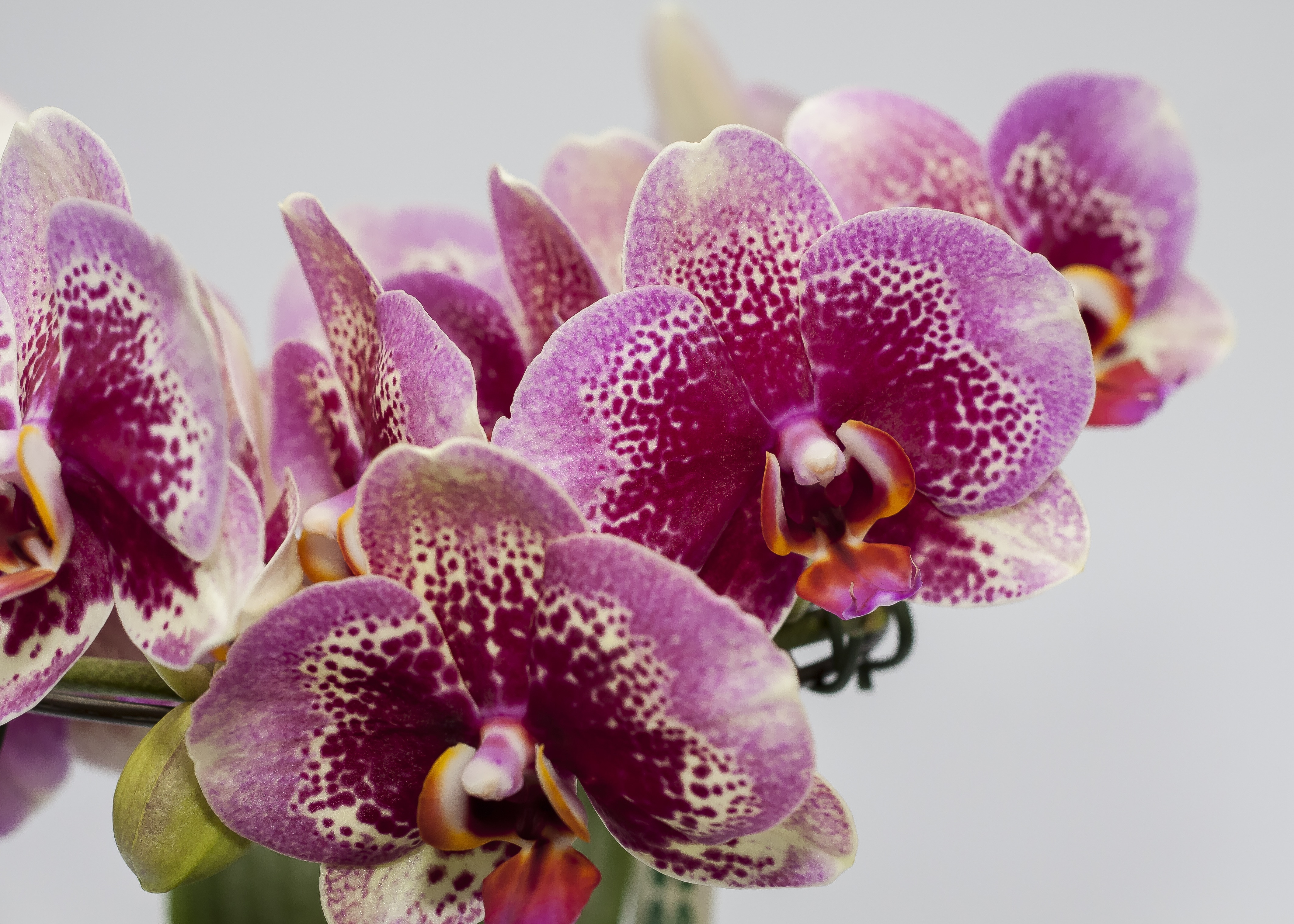 Phalaenopsis, Purple, Orchid, flower, purple