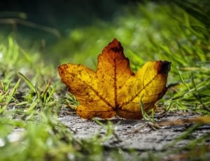 maple leaf on green grass thumbnail