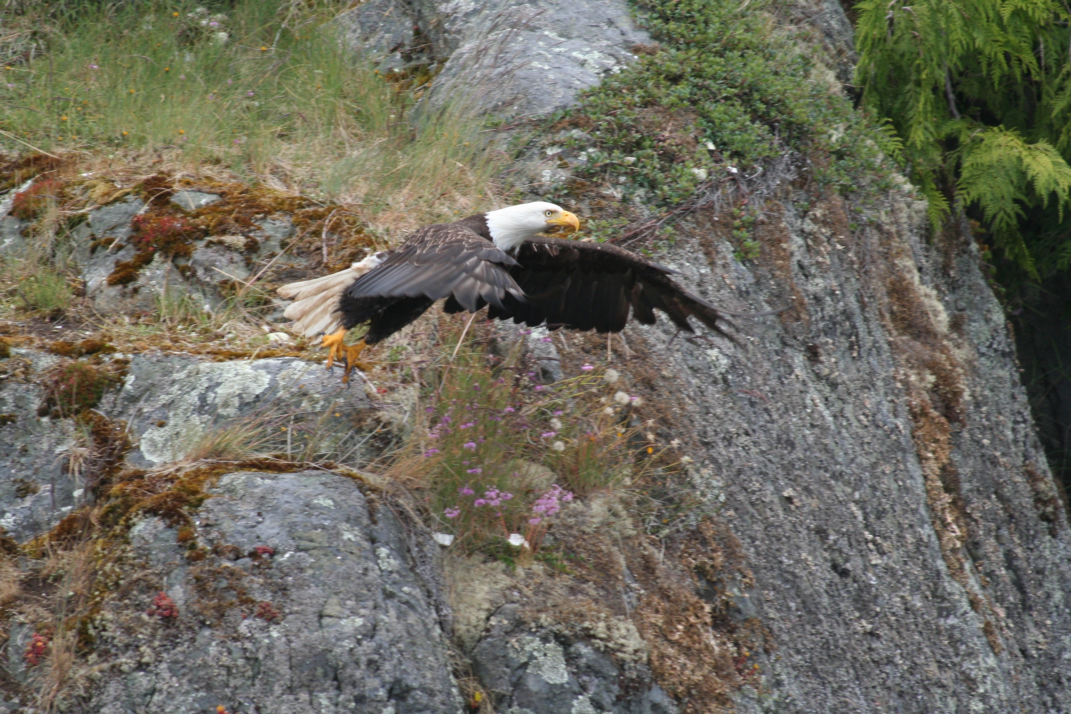 Eagle's flight. Скала хищных птиц. Национальный парк Кисловодска птицы. Хищные птицы зоопарк горы. Орел на скале фото.