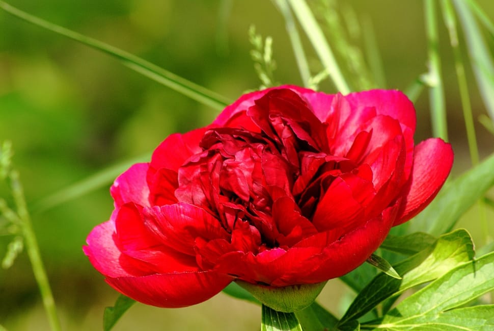 Light, Peony, Hatching, Red Flower, flower, plant preview