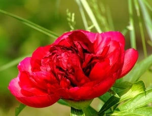 Light, Peony, Hatching, Red Flower, flower, plant thumbnail