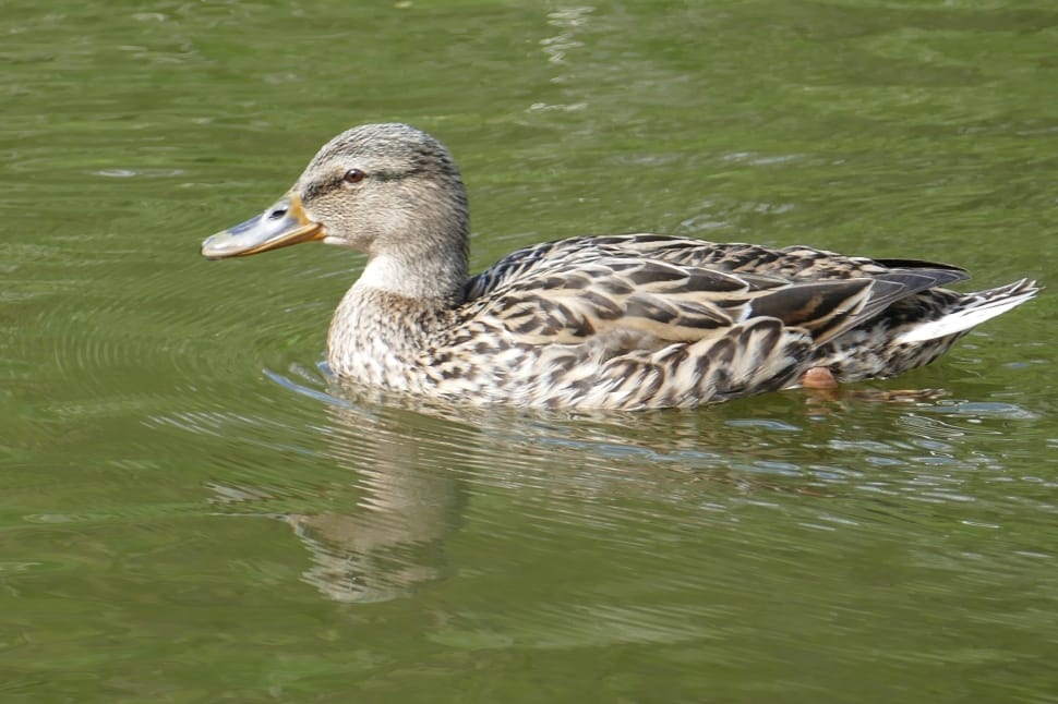 white-brown duck on body of water preview