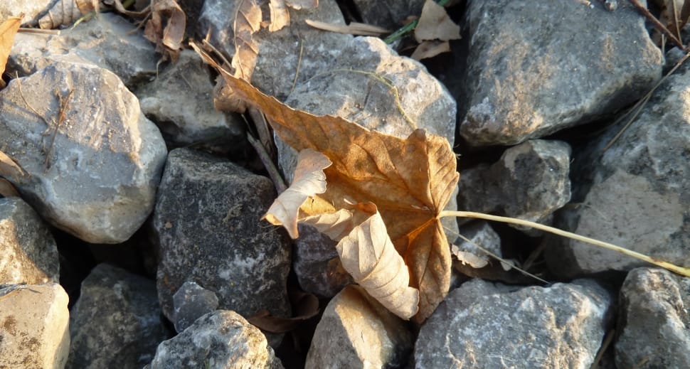 withered leaf on stone preview