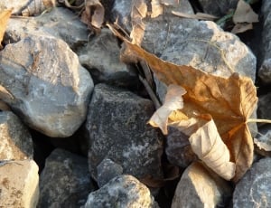 withered leaf on stone thumbnail
