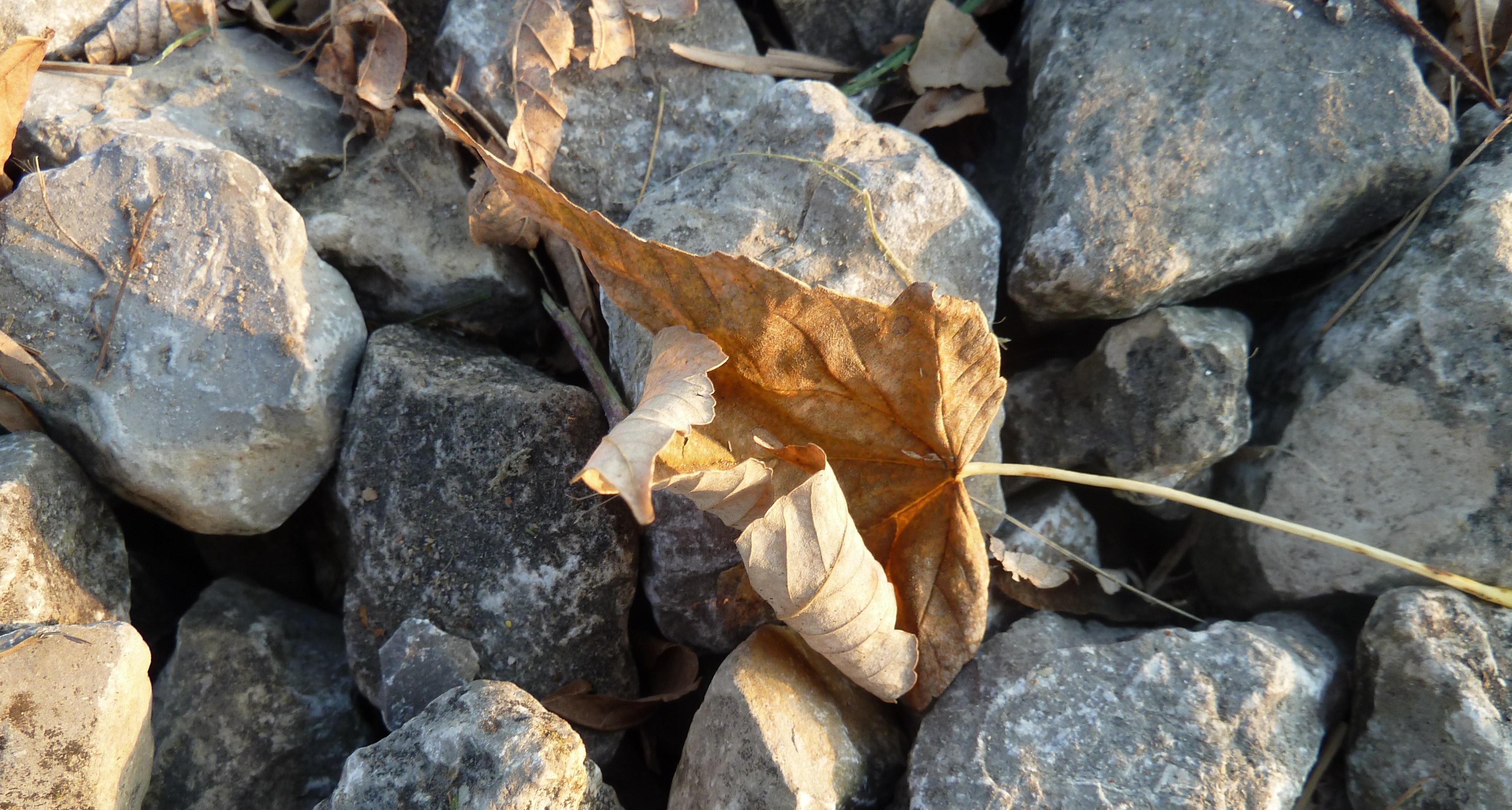 withered leaf on stone