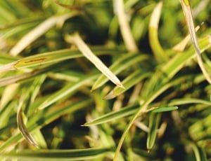close-up photography of green grass thumbnail