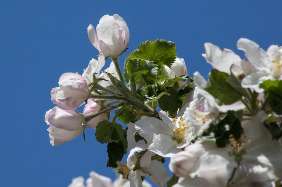 white-and-pink cherry blossom flower over blue sky preview
