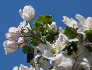 white-and-pink cherry blossom flower over blue sky thumbnail