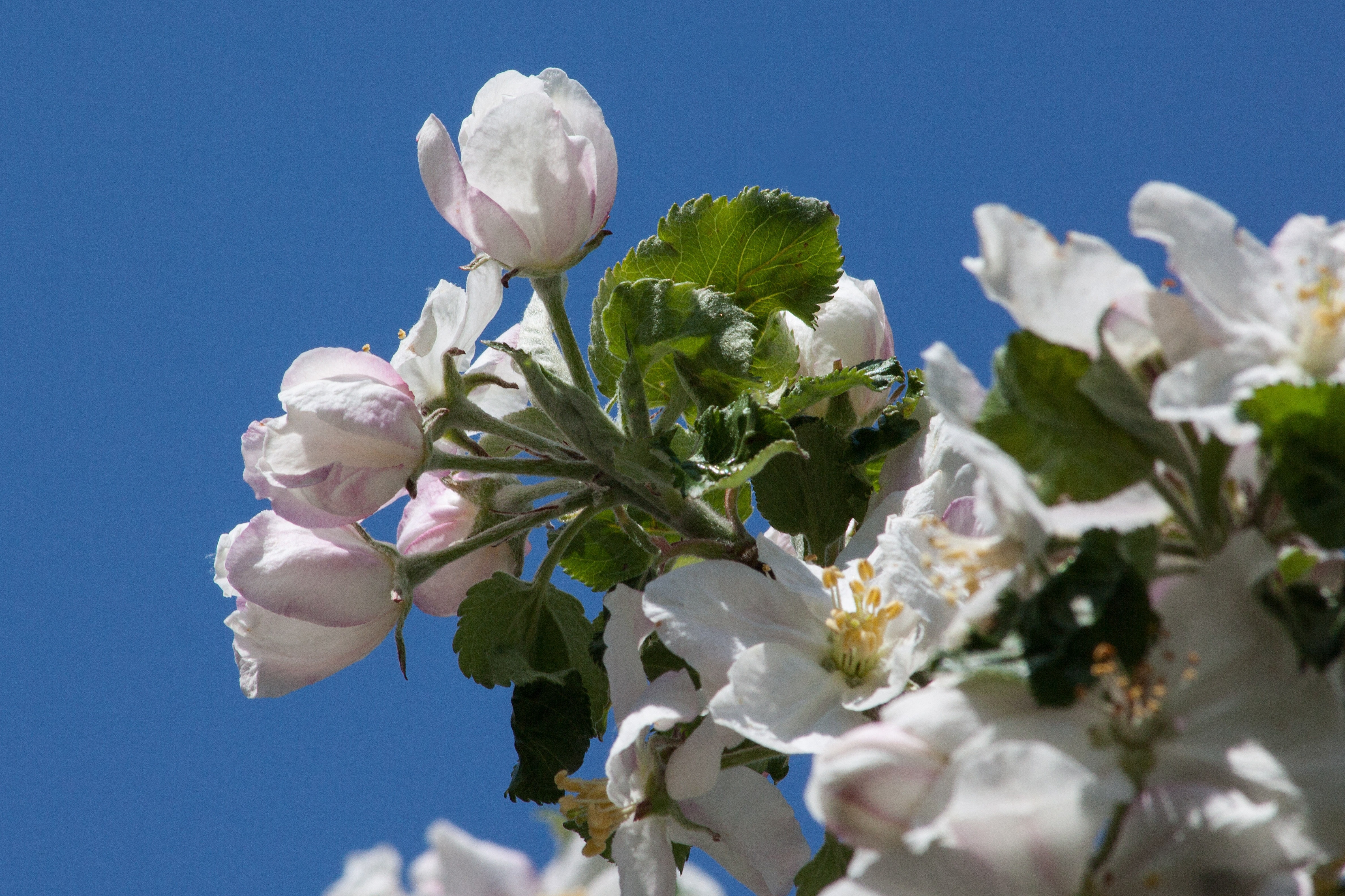 white-and-pink cherry blossom flower over blue sky