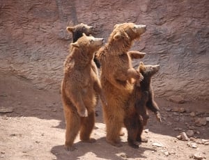 4 grizzly bears thumbnail