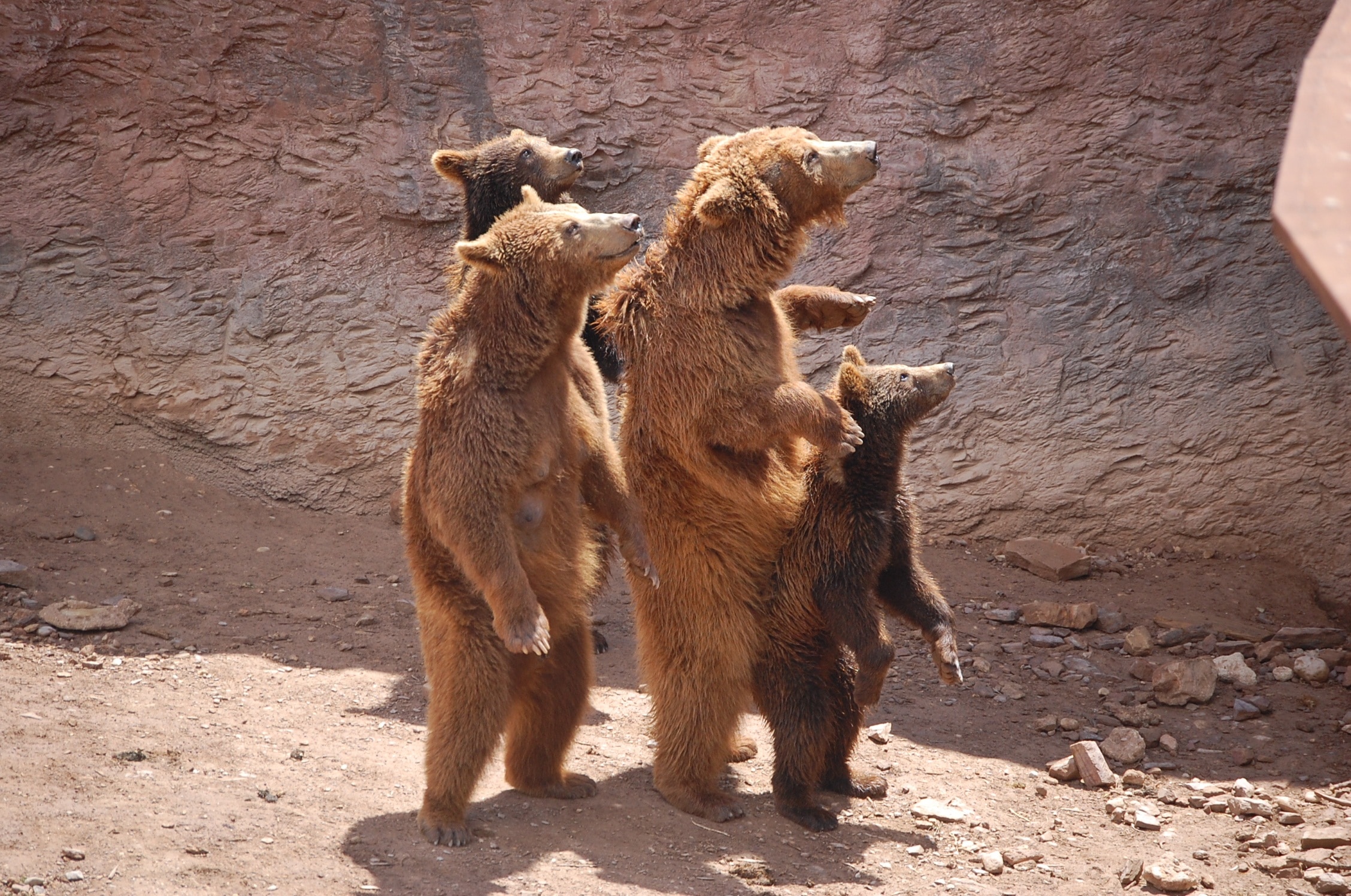 4 grizzly bears