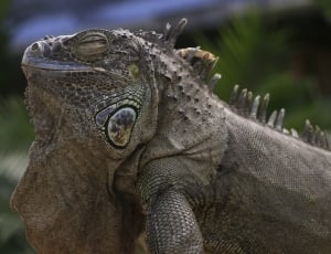 gray iguana thumbnail