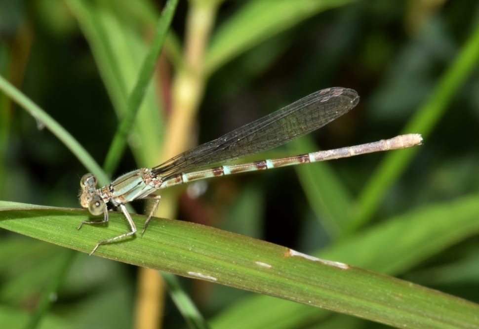 green damselfly preview