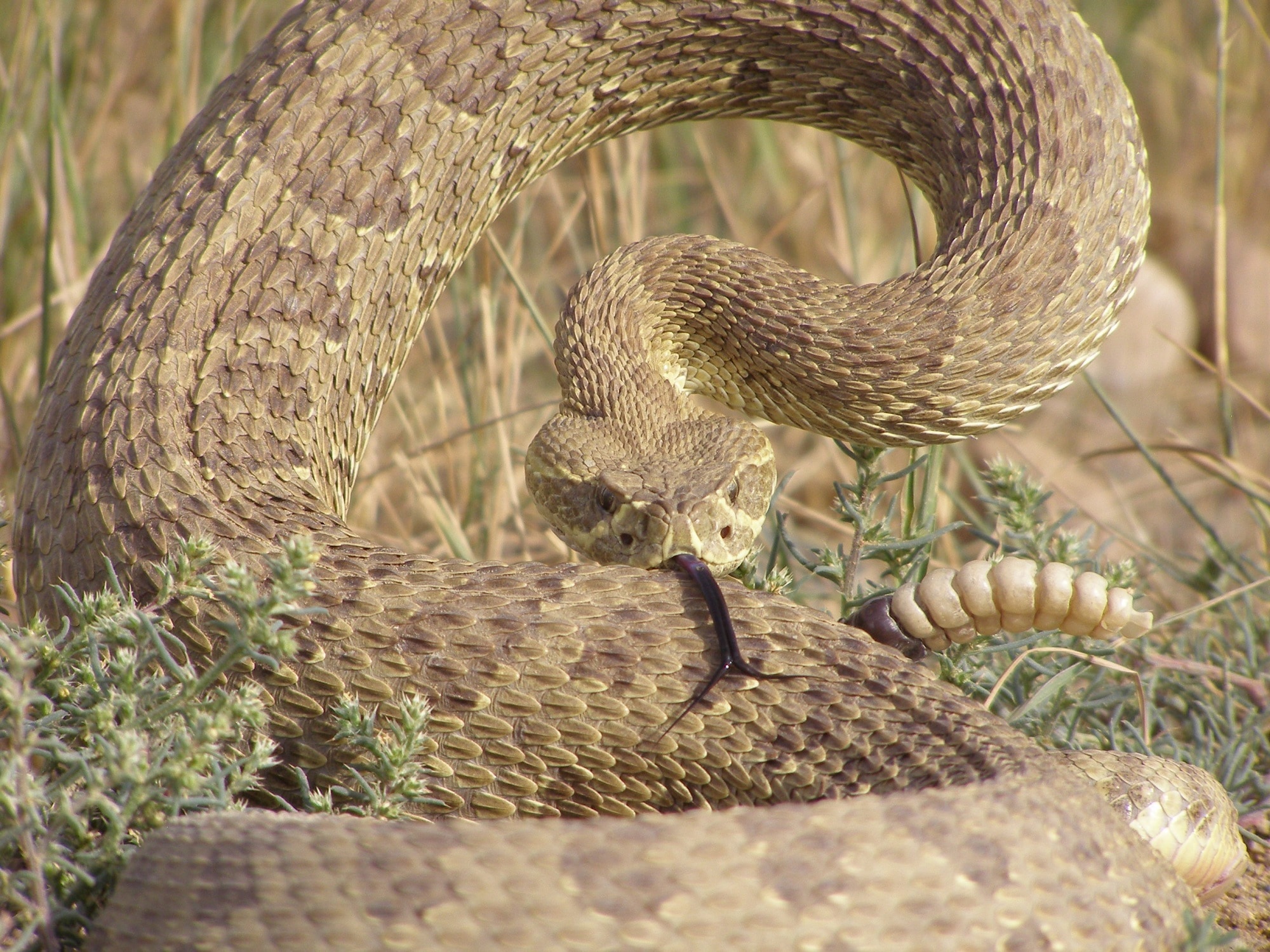 brown rattle snake