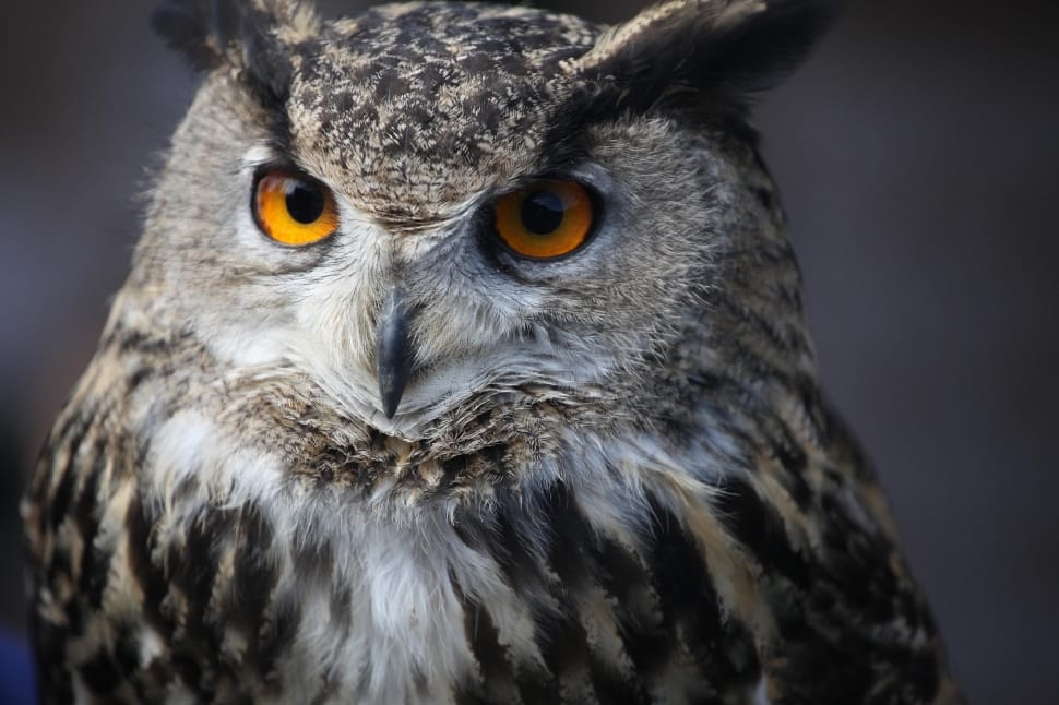 Perched, Feather, Bird, Eagle Owl, animal wildlife, one animal preview