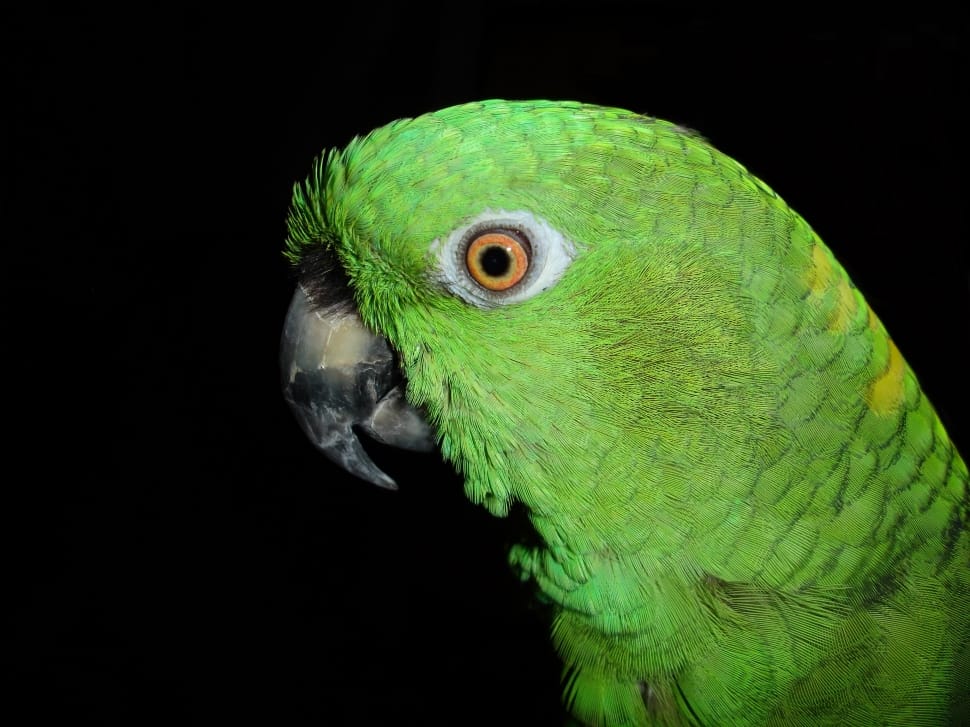 green parrot preview