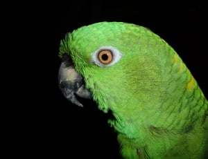 green parrot thumbnail