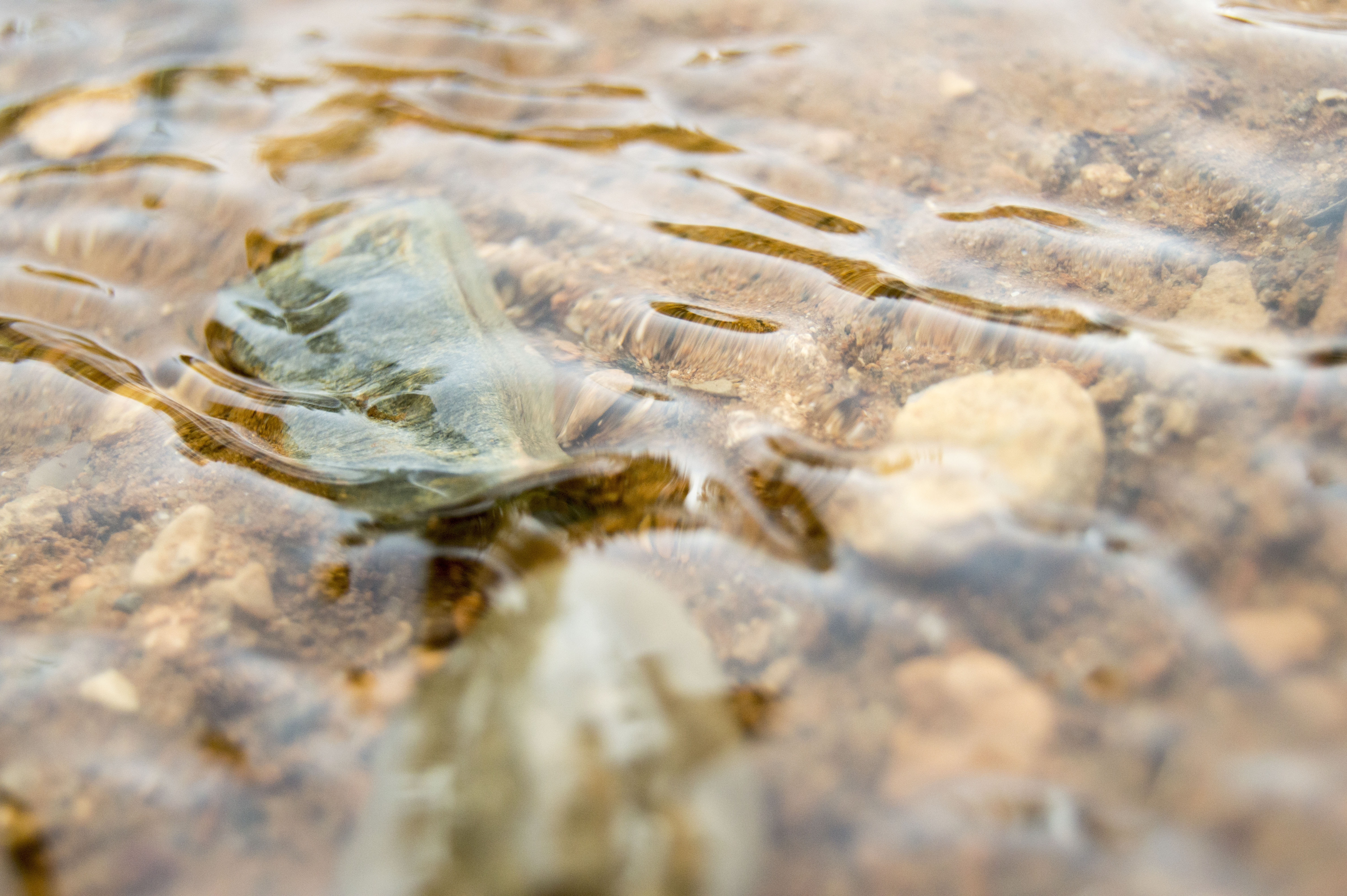 Movement, River, Stones, Current, Water, one animal, reptile free image ...