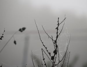 silhouette of plant with spider webs thumbnail