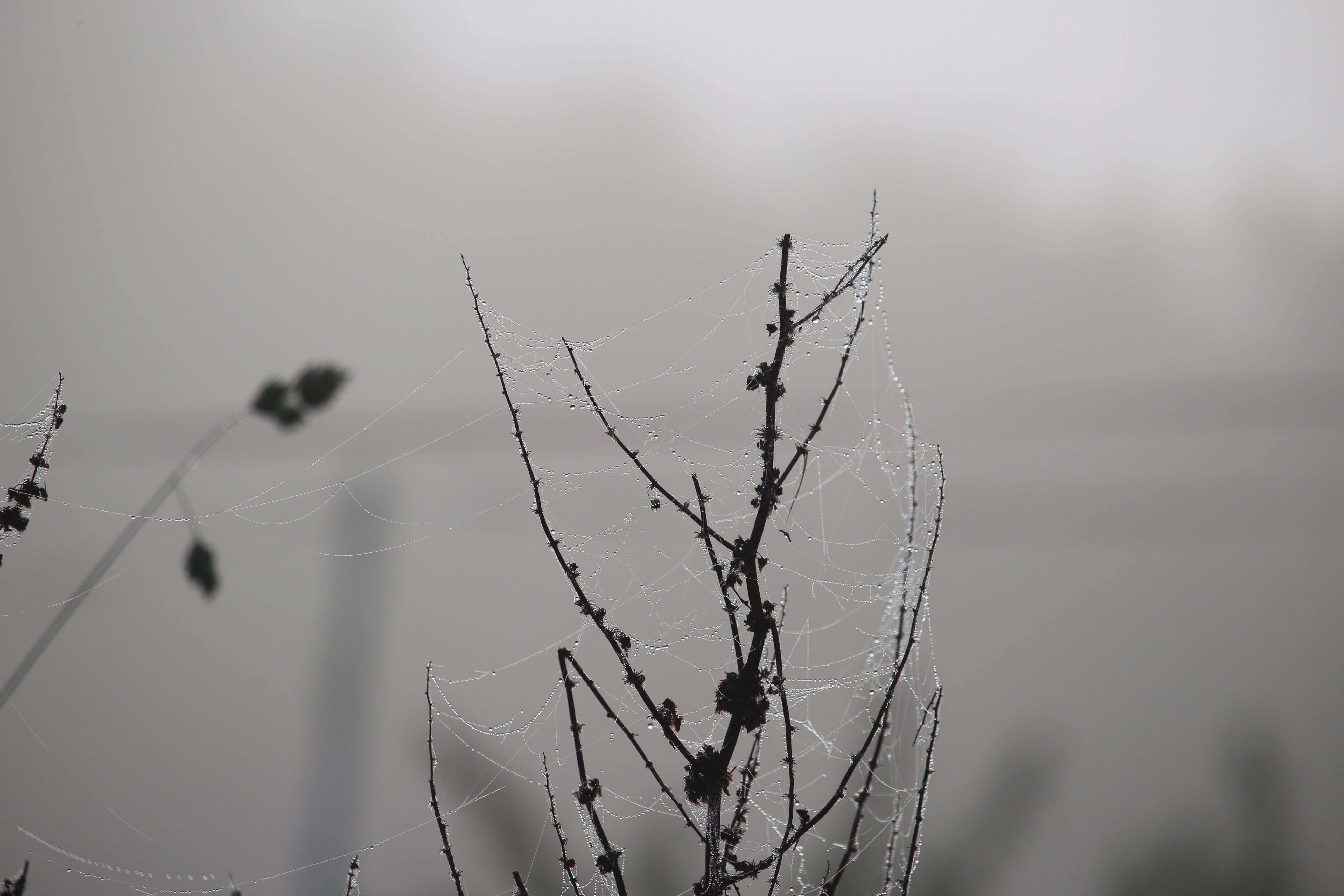 silhouette of plant with spider webs