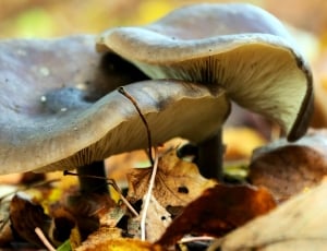 white and brown mushroom thumbnail