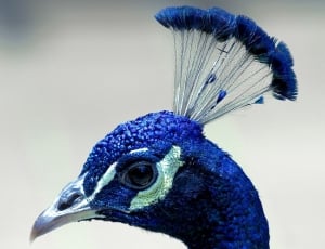 blue peacock thumbnail