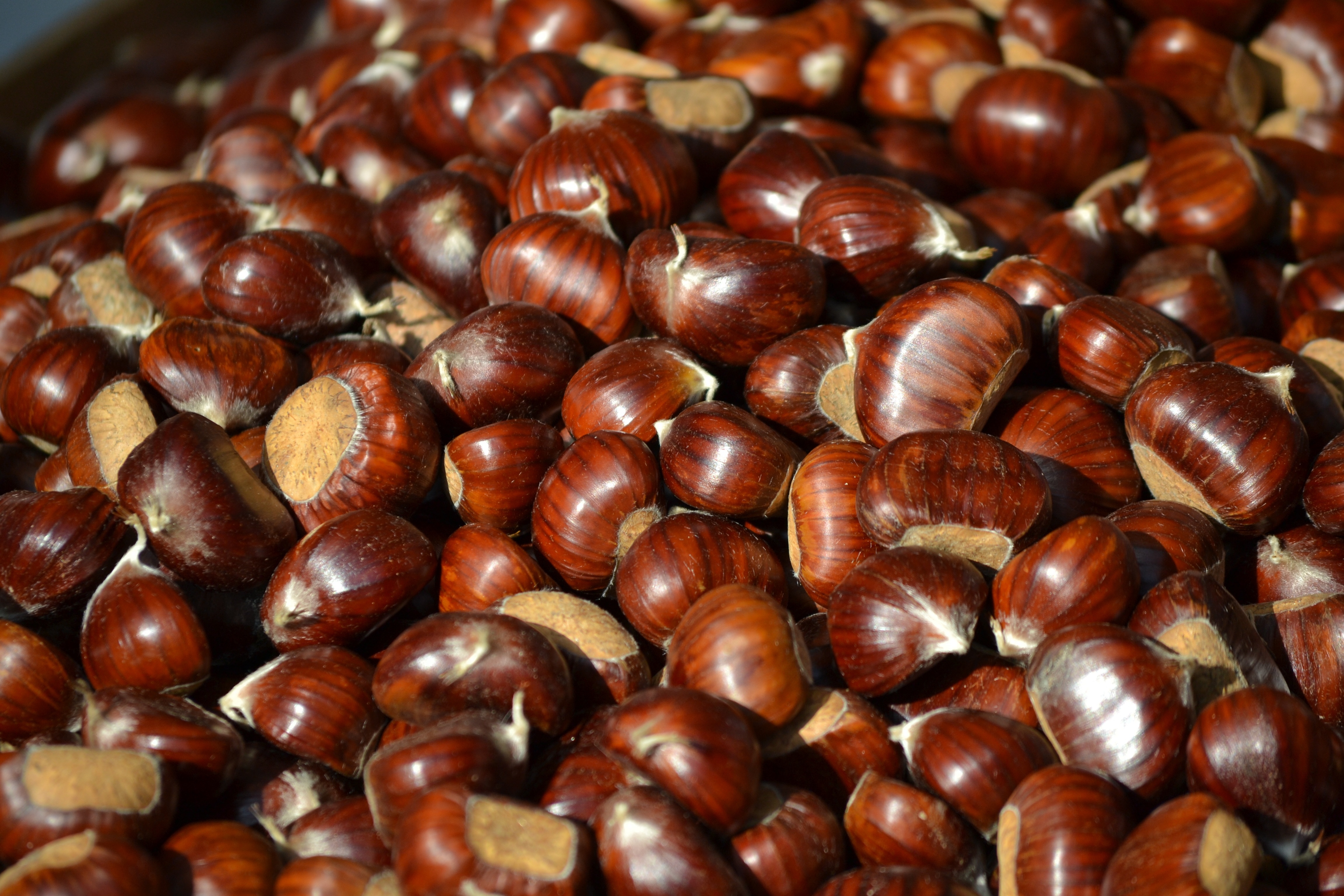 brown seeds
