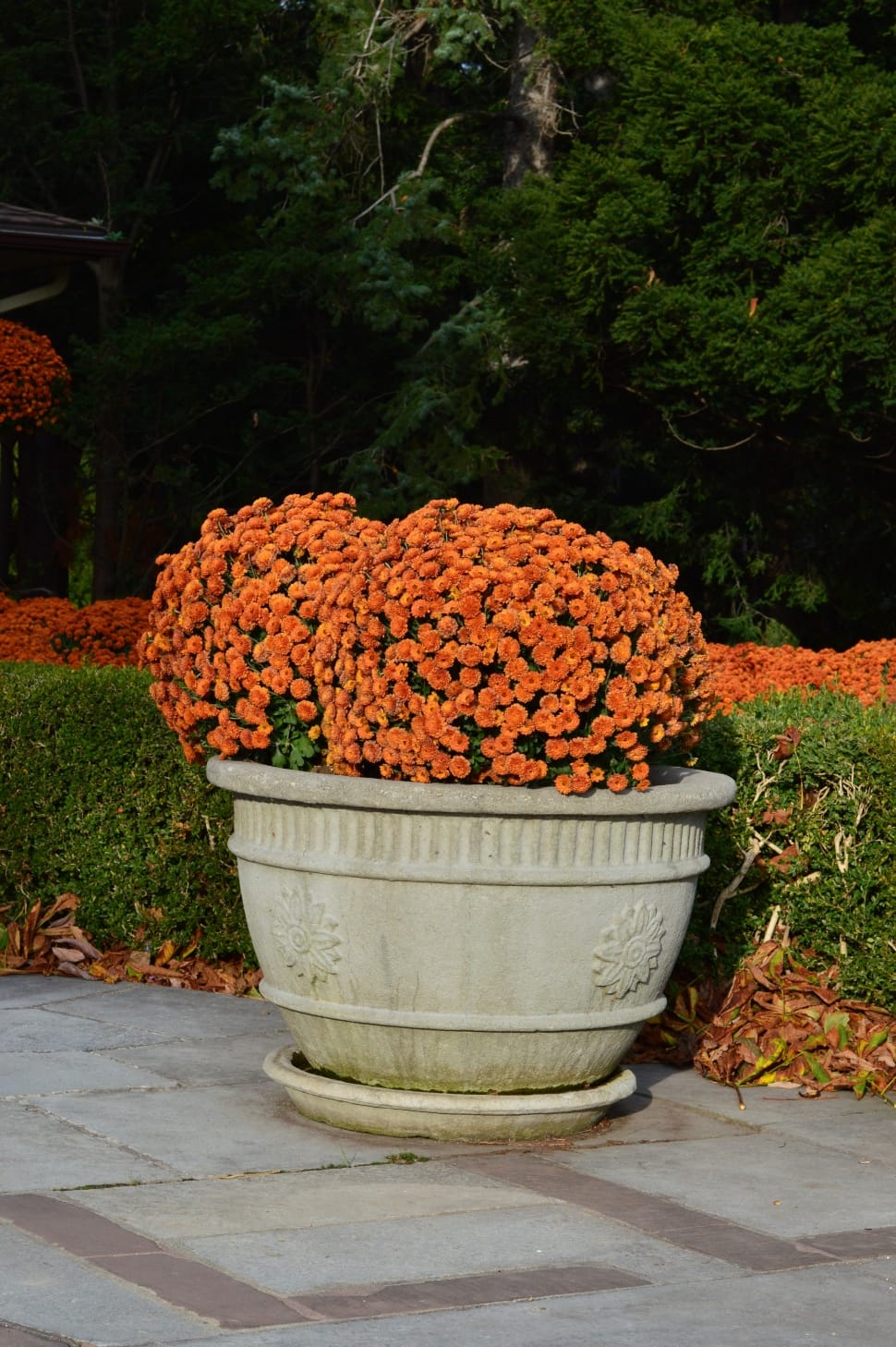 orange petaled flower on white vase near trees preview