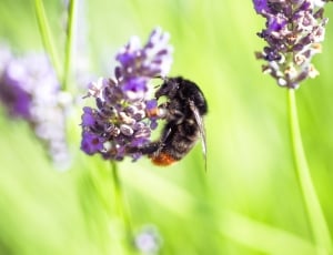 black bee and purple petaled flower thumbnail