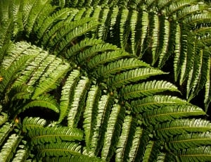 green ferns thumbnail