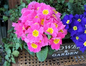 pink and purple flowers in brown plant box thumbnail