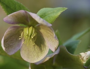 Blossom, Bloom, Anemone Blanda, flower, close-up thumbnail