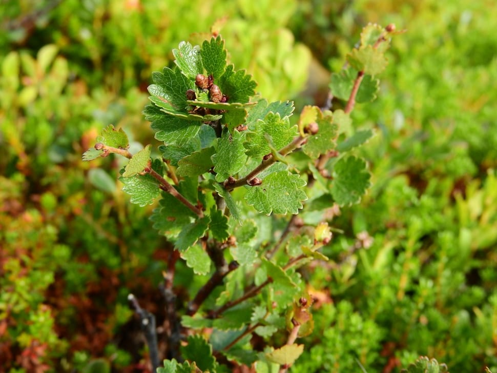Birch, Dwarf Birch, Betula Nana, Sweden, green color, growth preview