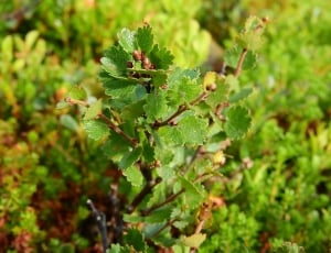 Birch, Dwarf Birch, Betula Nana, Sweden, green color, growth thumbnail