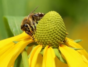 Bee, Animal, Close, Flower, High Hat, insect, flower thumbnail
