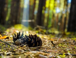 Forest, Wood, Nature, Tree, Landscape, animals in the wild, animal themes thumbnail