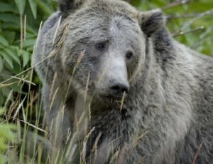 closeup photo of grey bear thumbnail