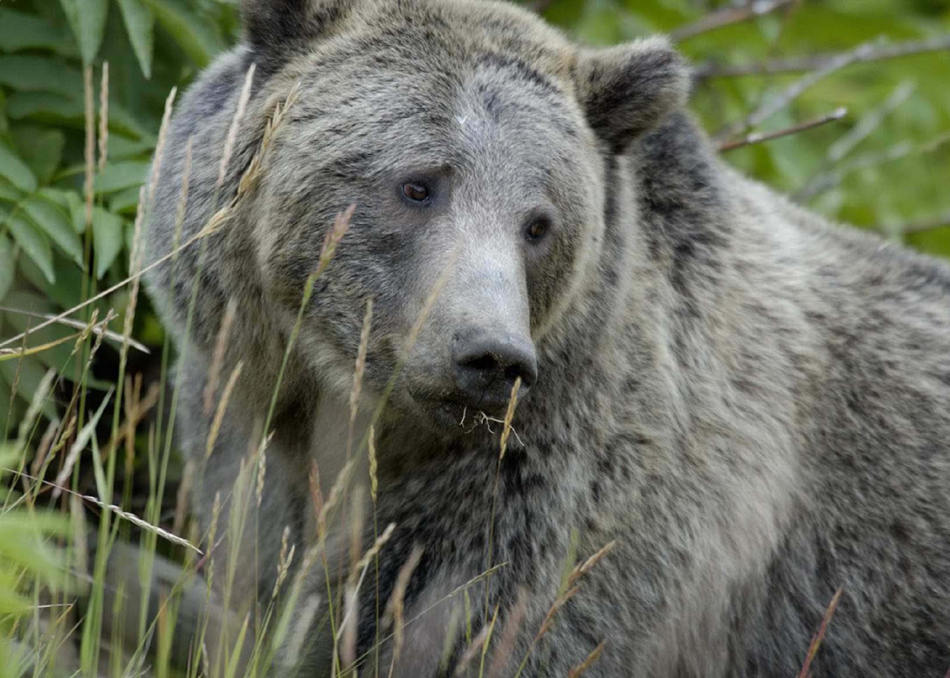 closeup photo of grey bear