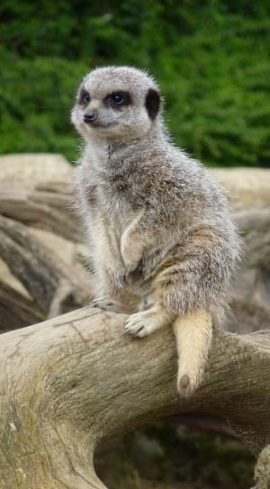 brown and grey lemur thumbnail