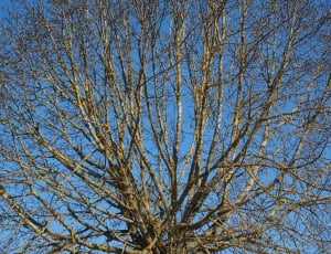 brown tree branches thumbnail