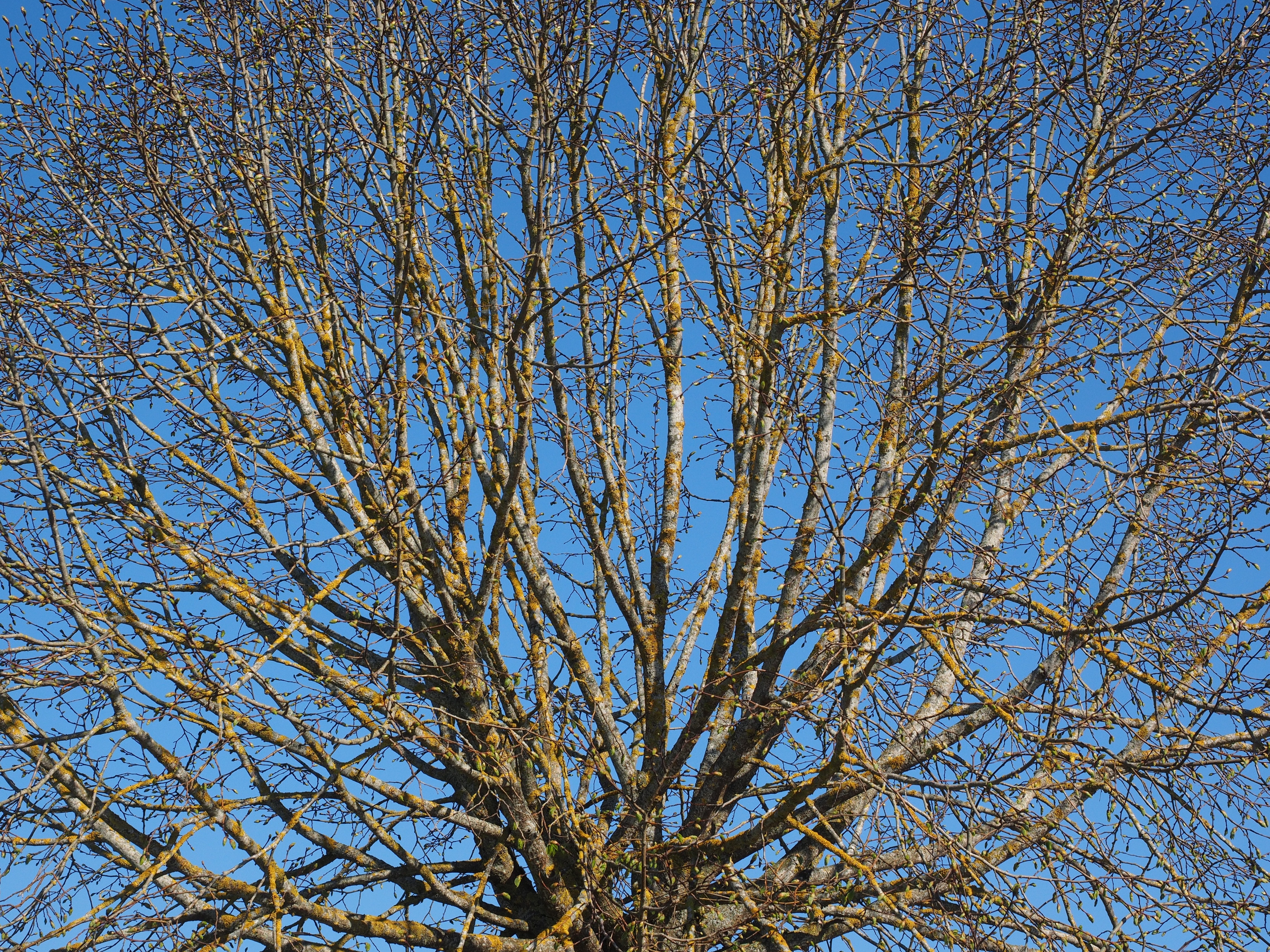 brown tree branches