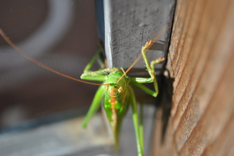 green grasshopper in closeup photography preview